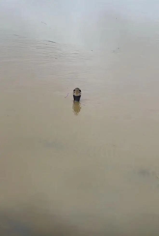 洪水中露出的蛇头