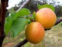 Vitamin B17 may cure cervical cancer