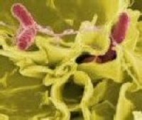 Cold atmospheric plasma potential yet to be fully unlocked for detecting Salmonella