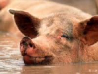 Tesco announces new deal for pig producers