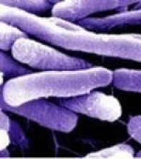 Food safety ultimately the producers responsibility