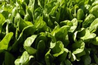 California’s leafy greens producers want strong food-safety laws