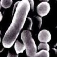 3M Listeria assay given certification