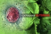 18-State Cyclospora outbreak spreads parasite to 21 more victims